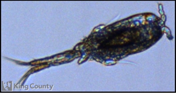 Photo of Ditrichocorycaeus anglicus